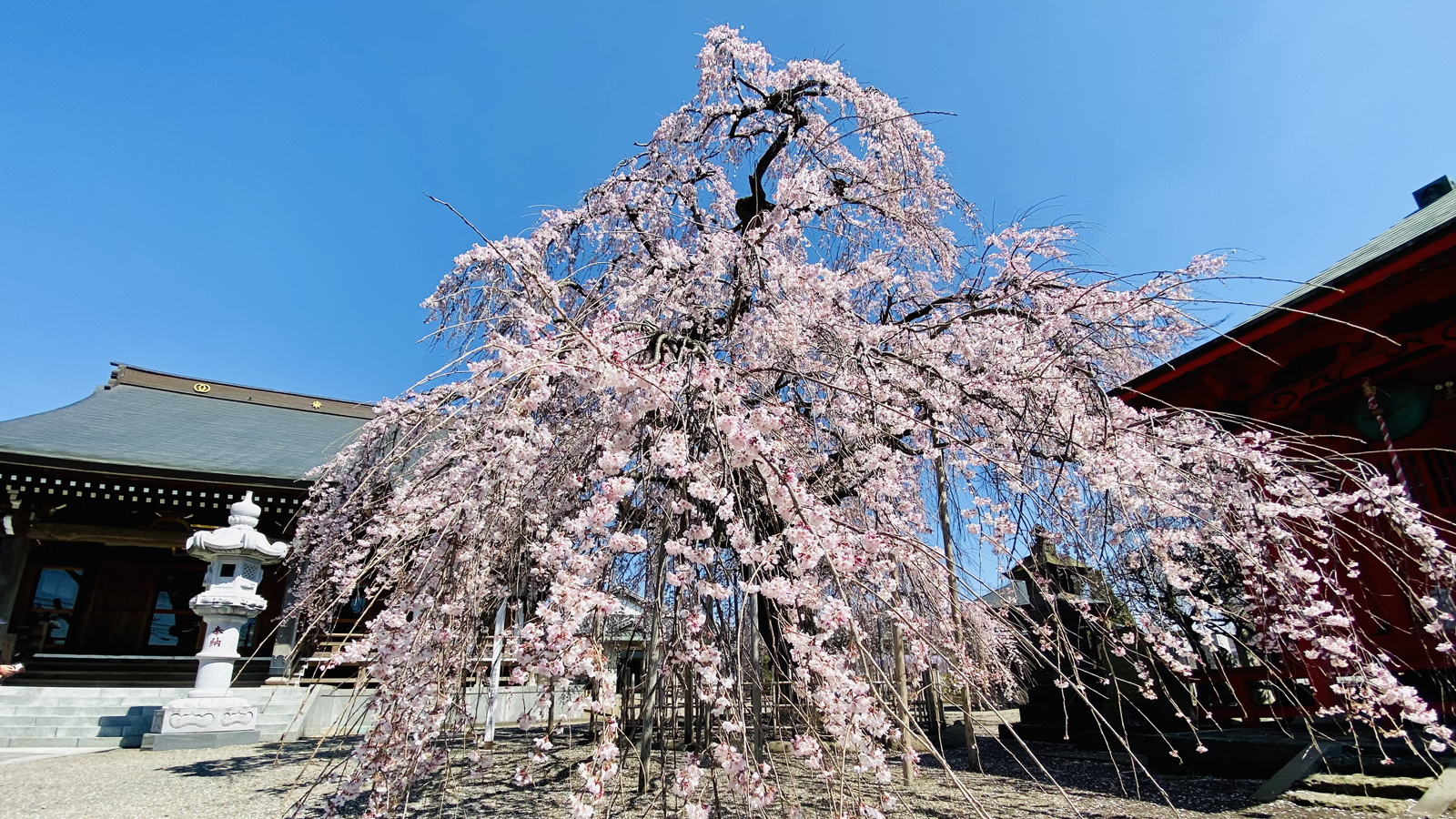 延命寺の枝垂れ桜